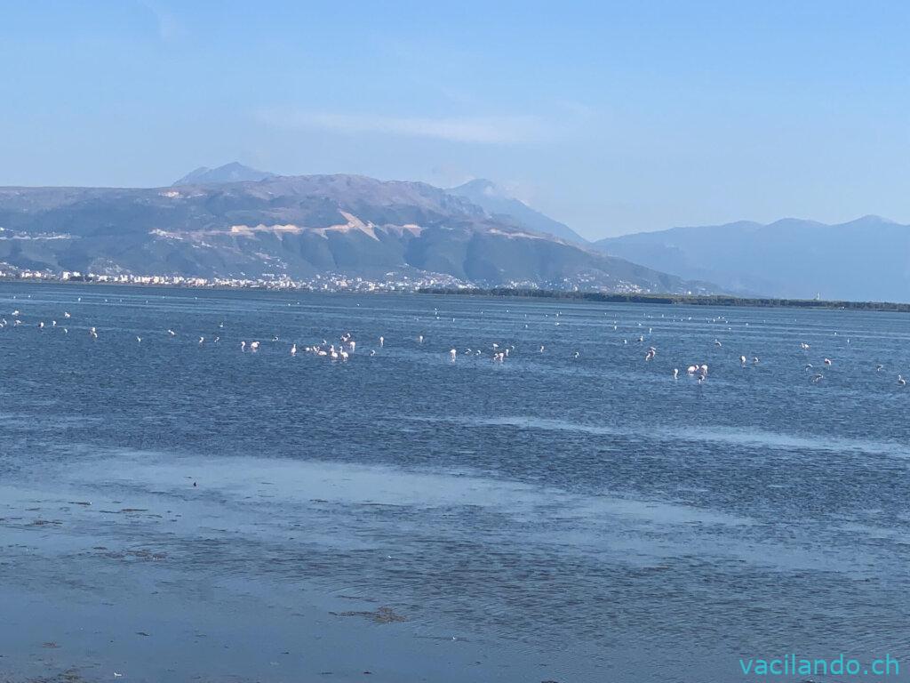 FlamingosAlbanien Vlora beach Sprinter 4x4