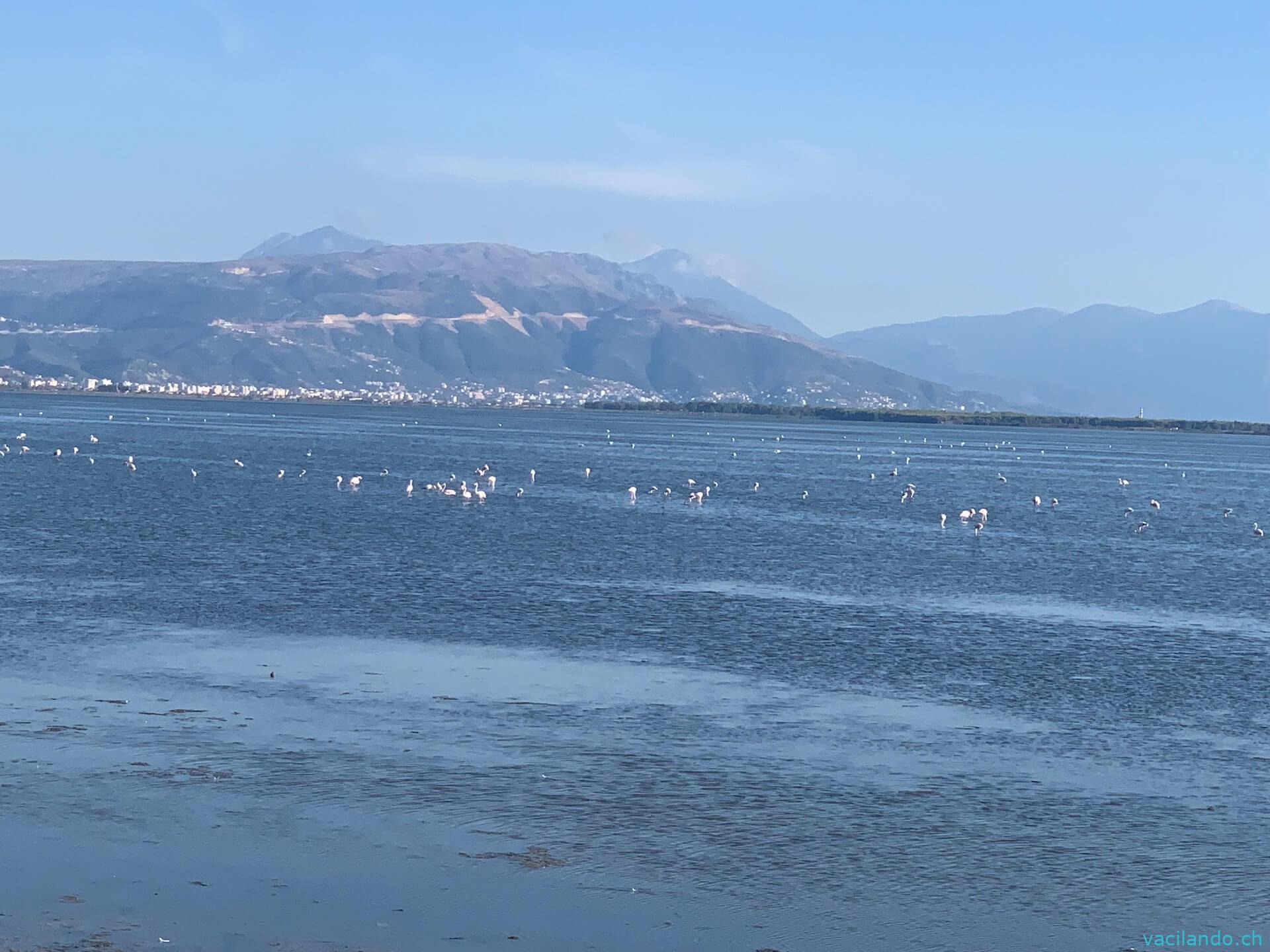 FlamingosAlbanien Vlora beach Sprinter 4x4