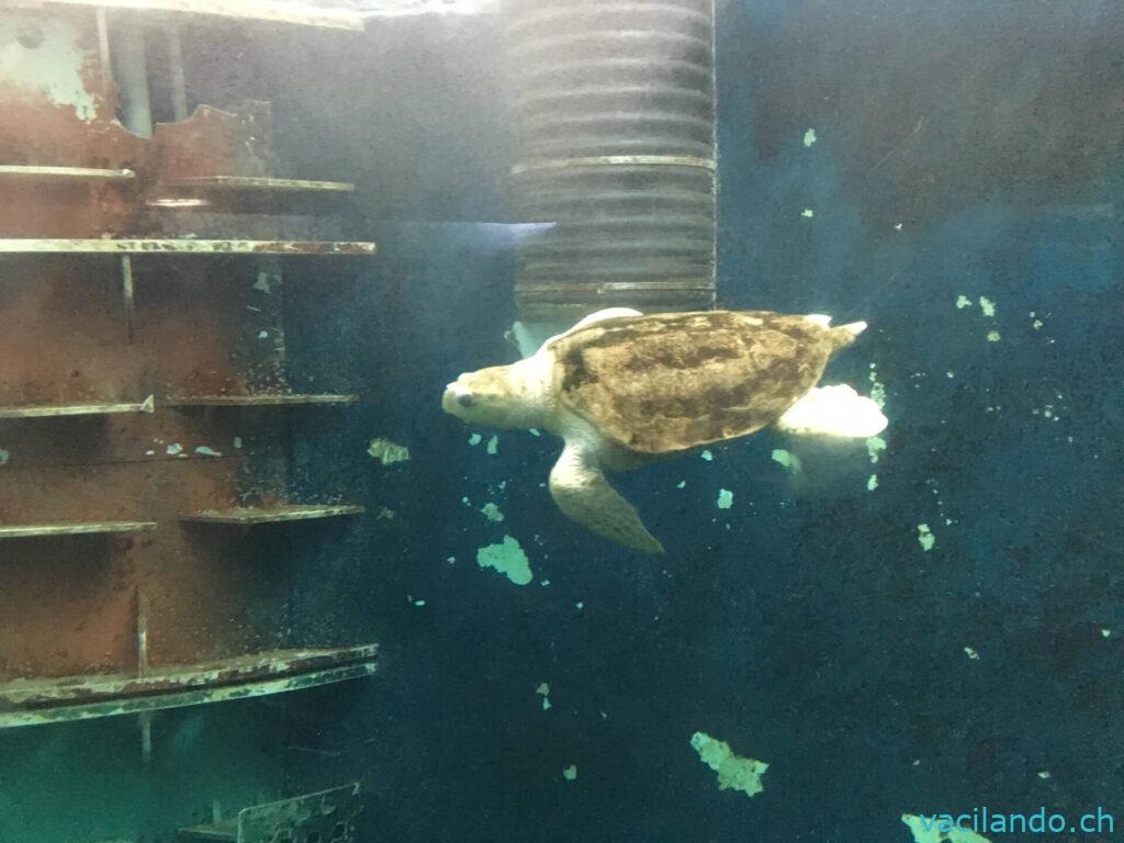 Grand Aquarium Saint-Malo