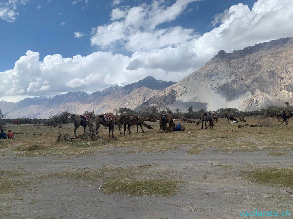 Numbra Valley Ladakh Indien im Schnee