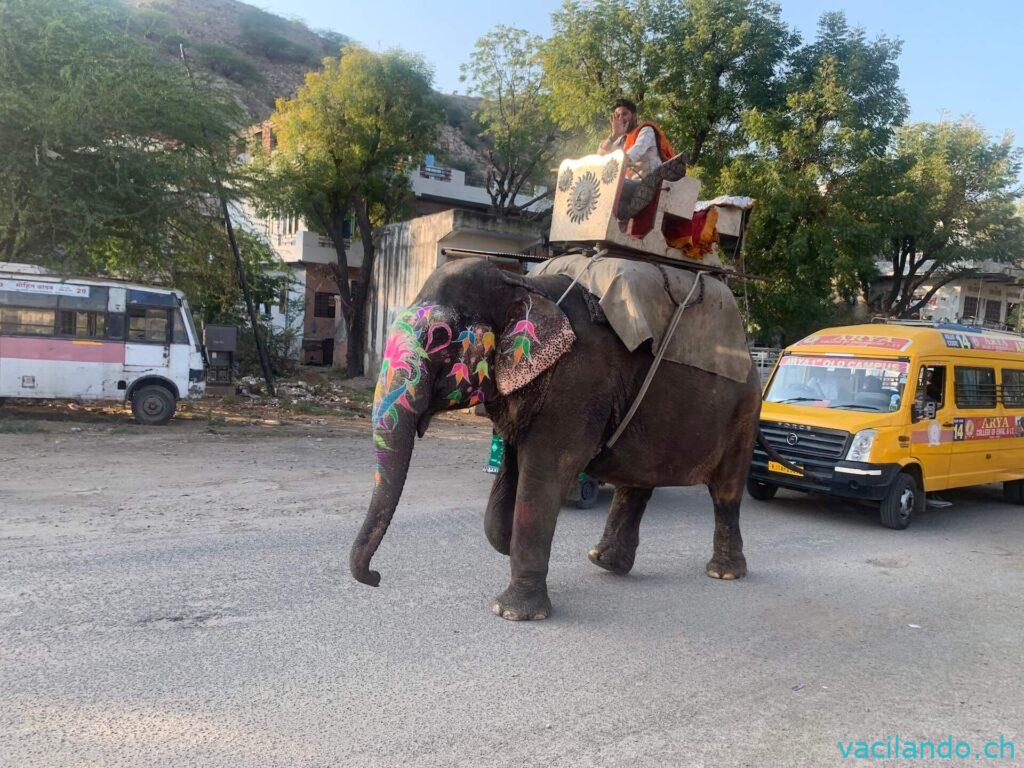 Jaipur Elefant Indien