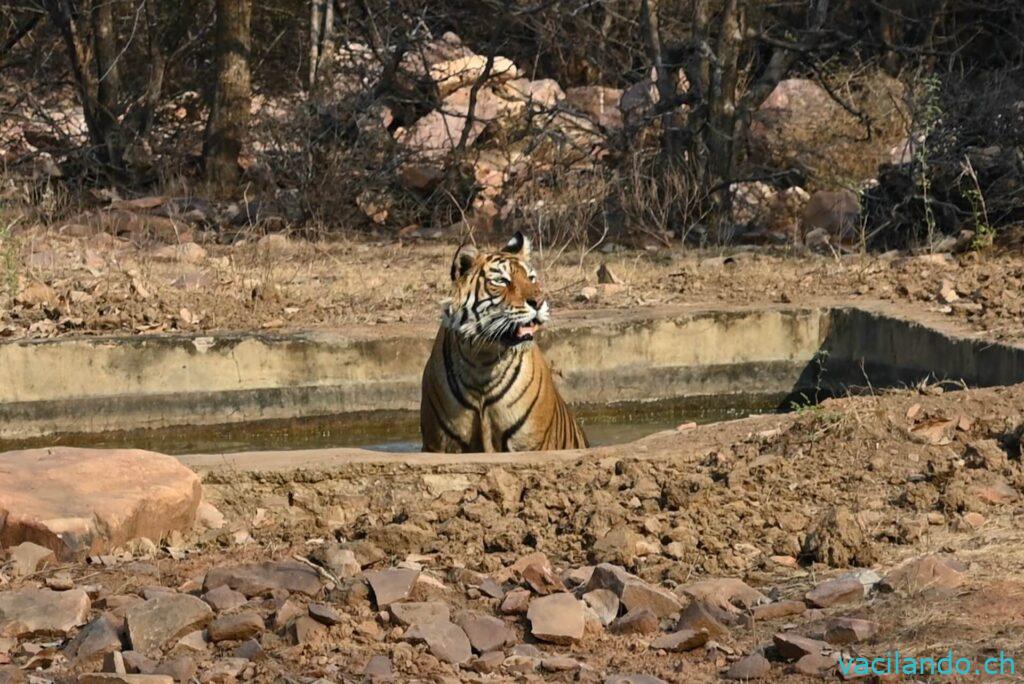 ationalpark ranthambhore indien
Hotel Ranthambhore tiger valley