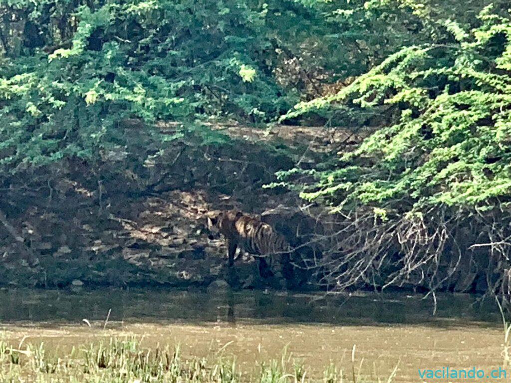 ationalpark ranthambhore indien
Hotel Ranthambhore tiger valley