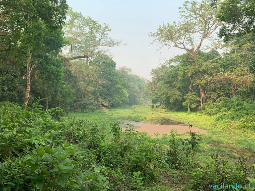 Chitwan Nationalpark Nepal Chital lodge jungle walk