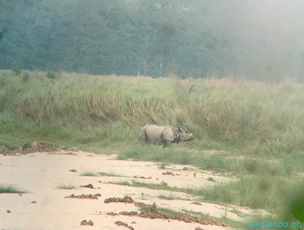 Chitwan Nationalpark Nepal Chital lodge jungle walk