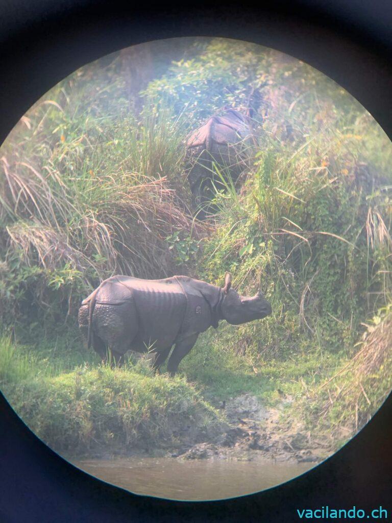 Chitwan Nationalpark Nepal Chital lodge jungle walk