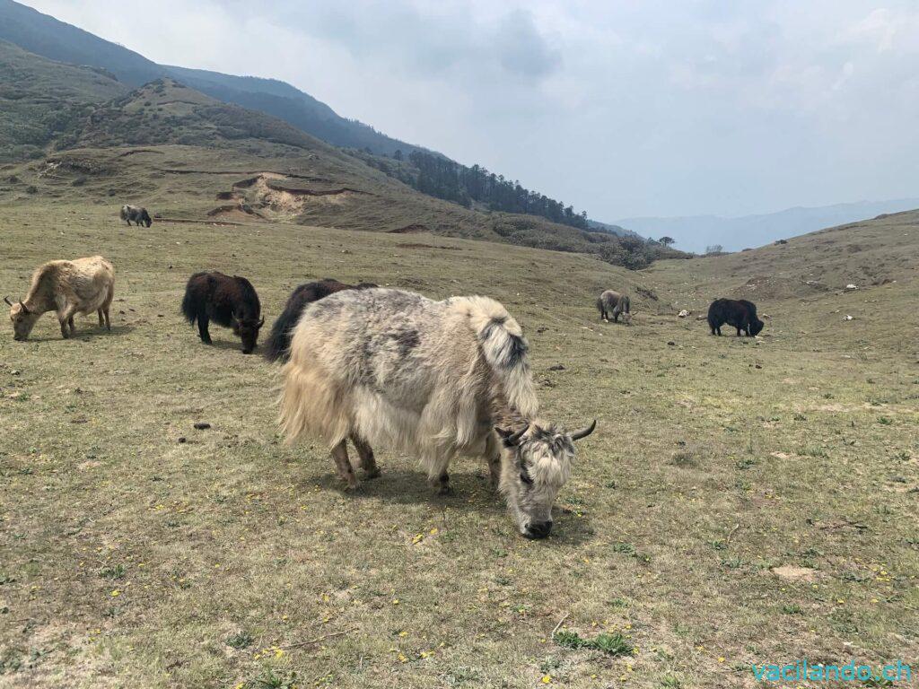 Pikey Peak Trek Everest Region Nepal