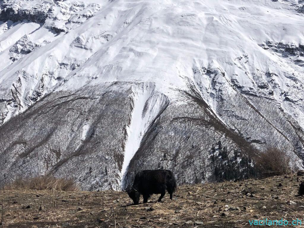 Annapurna Trek Nepal