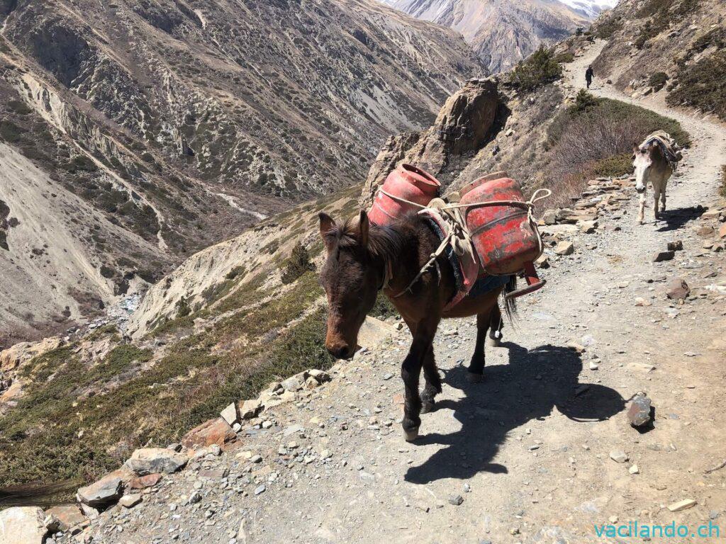 Annapurna Trek Nepal