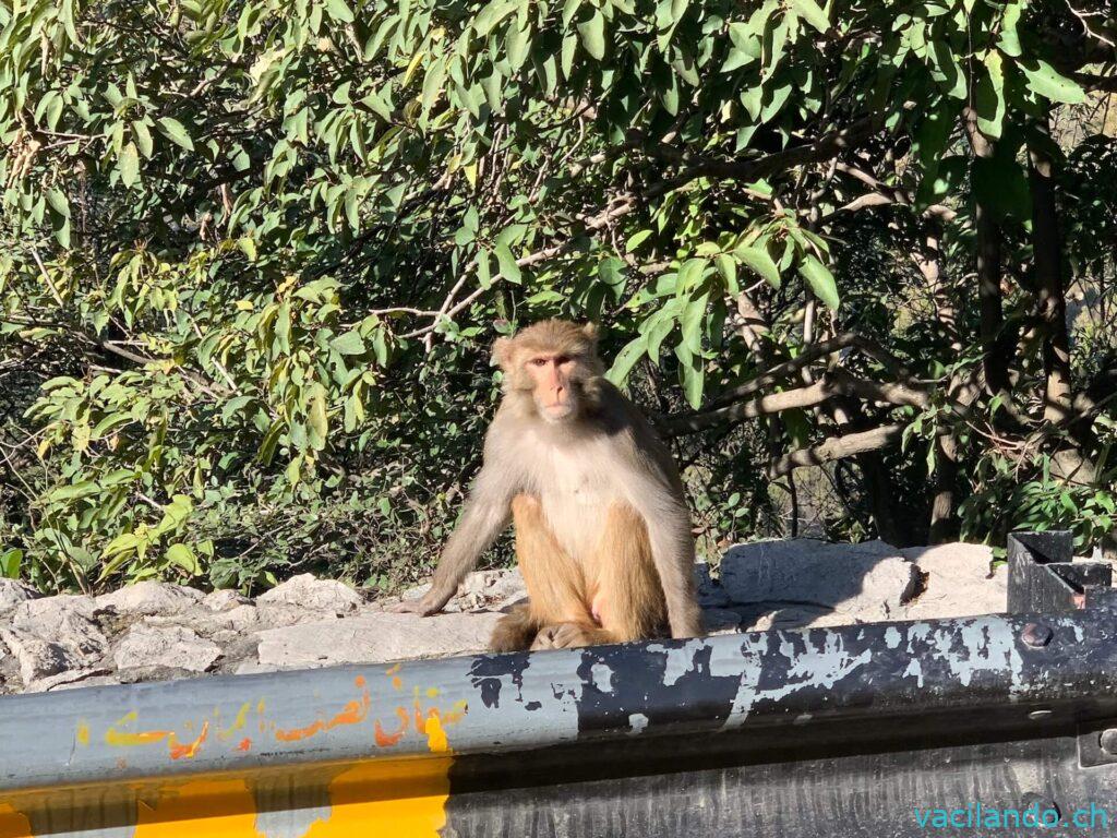 Islamabad Pakistan Affenberg