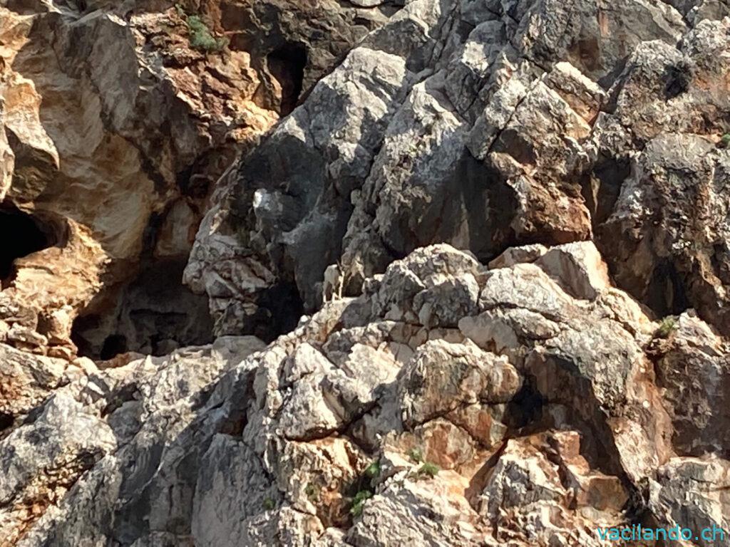 Sardinien Ziege im Felsen