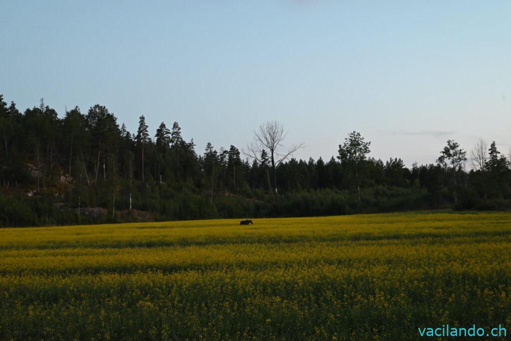 Schweden mit Camper Wildcamping Elchkuh