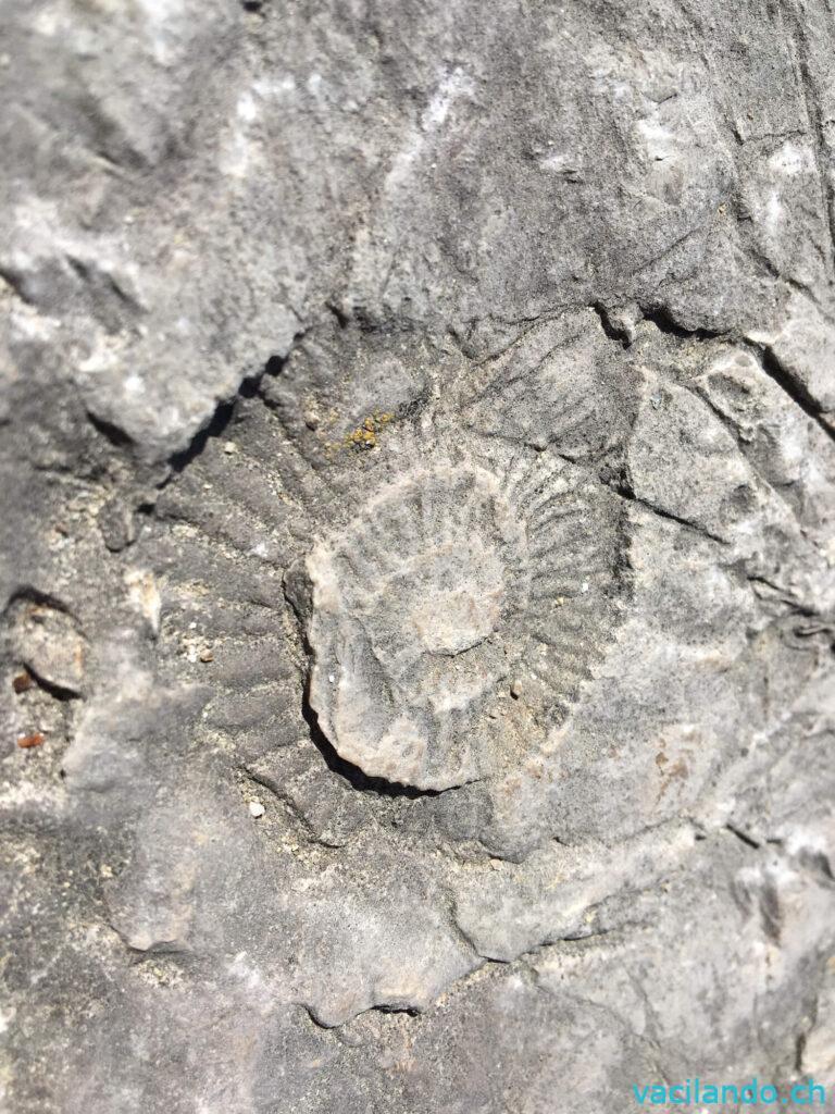 Ammoniten Versteinerung