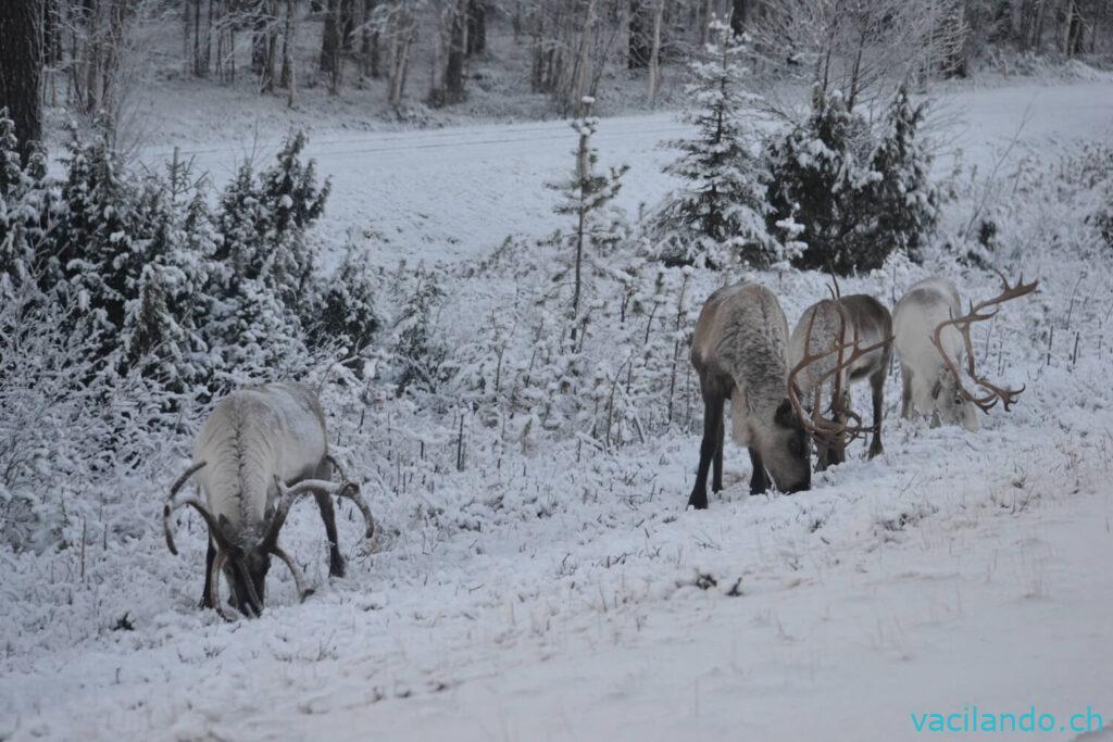 Rentiere in Finnland